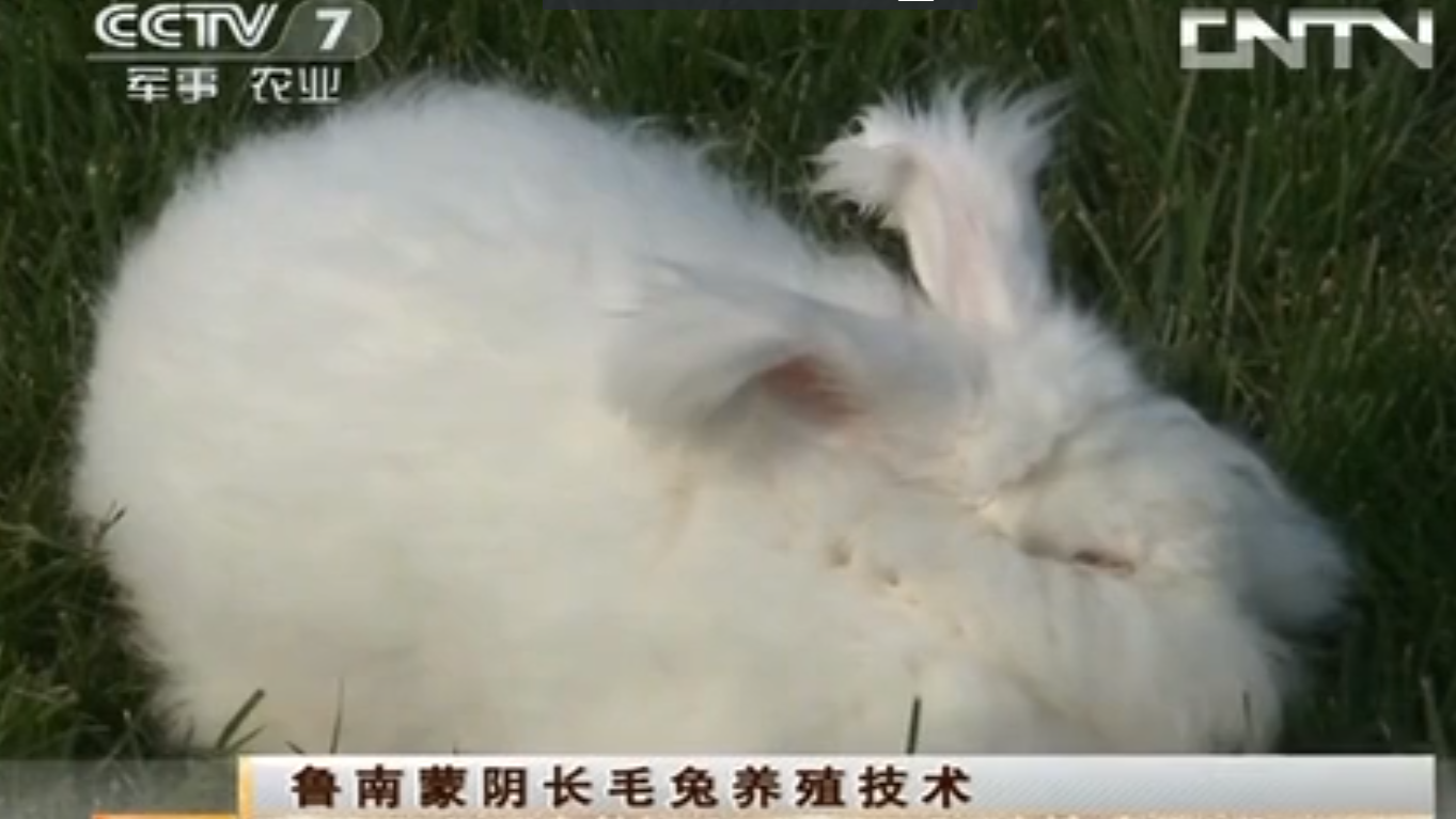 [農(nóng)廣天地]魯南蒙陰長毛兔養(yǎng)殖技術(20130514)